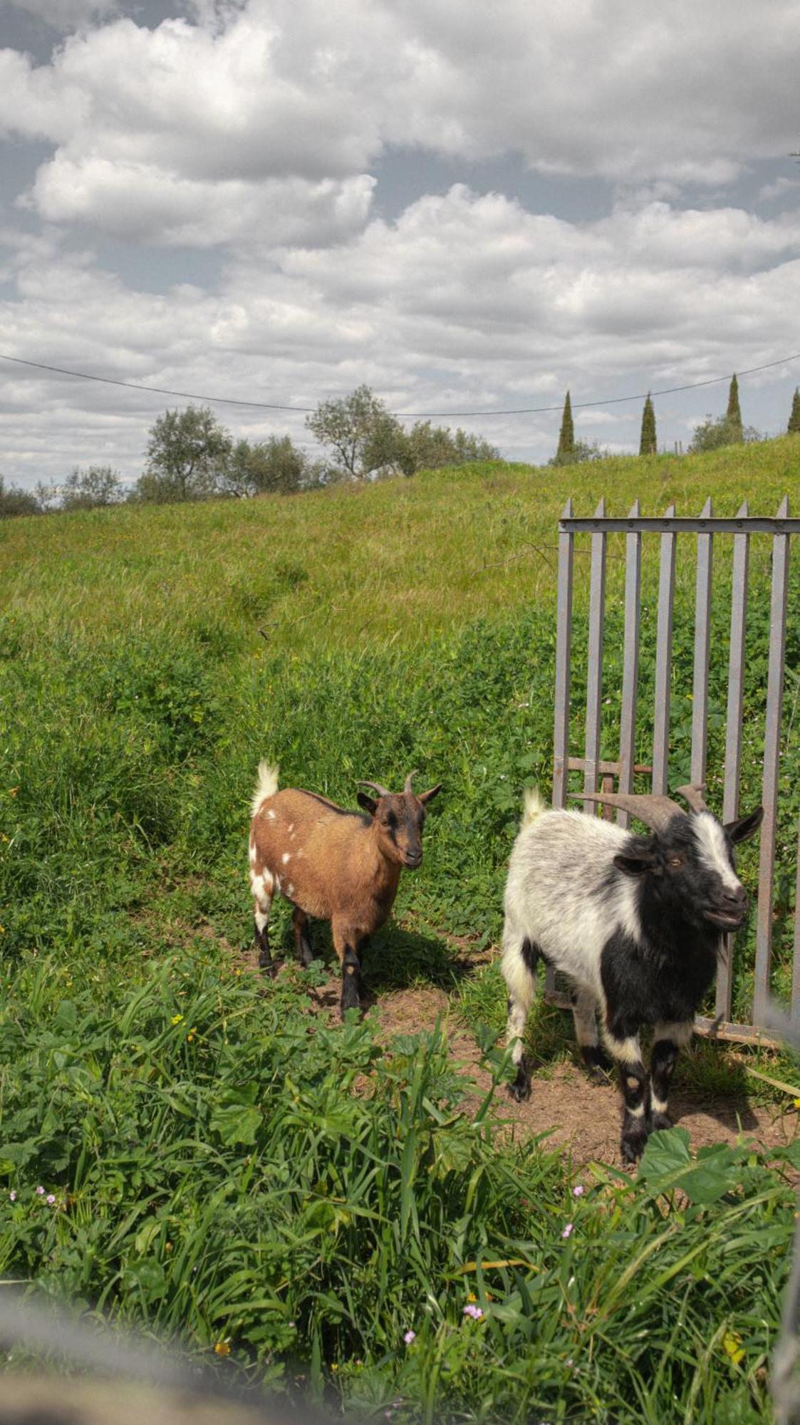 Herdade Do Charito Elvas Exteriör bild